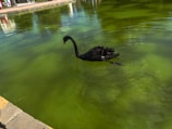 A black swan gracefully swims on a pond with greenish water. The ripples created by the swan add texture to the water surface. In the background, there is a paved edge surrounding the pond.
