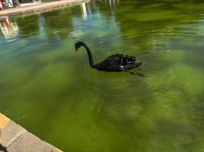 A black swan gracefully swims on a pond with greenish water. The ripples created by the swan add texture to the water surface. In the background, there is a paved edge surrounding the pond.