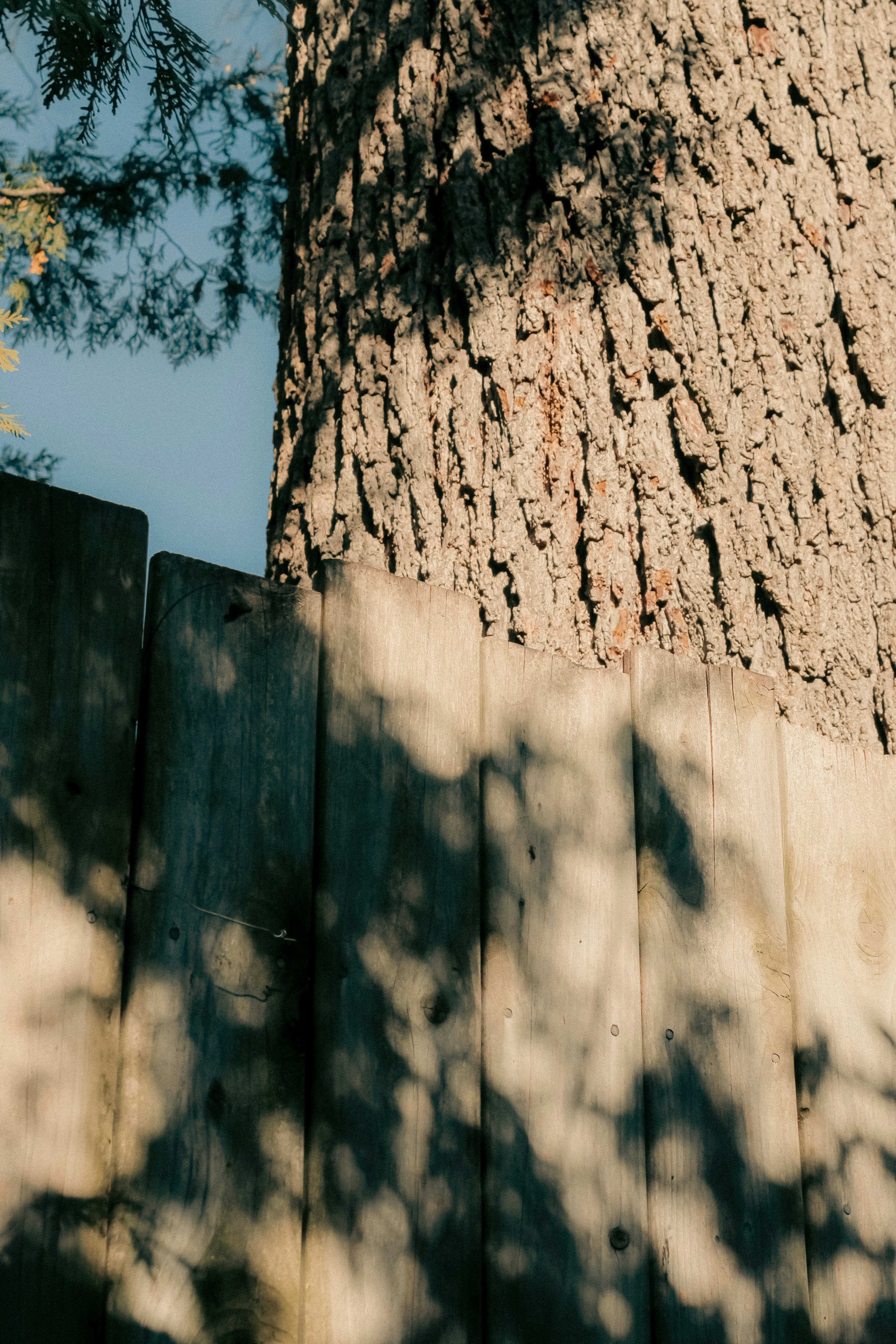 Photo by linusbelanger