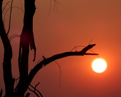 the sun is setting behind a tree branch