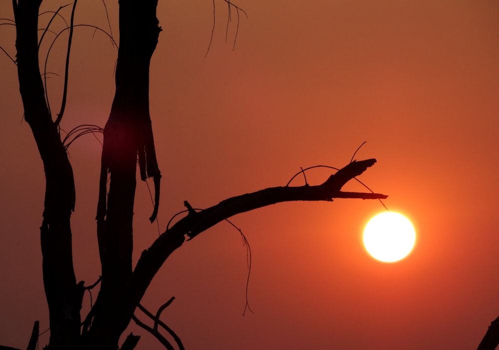 the sun is setting behind a tree branch