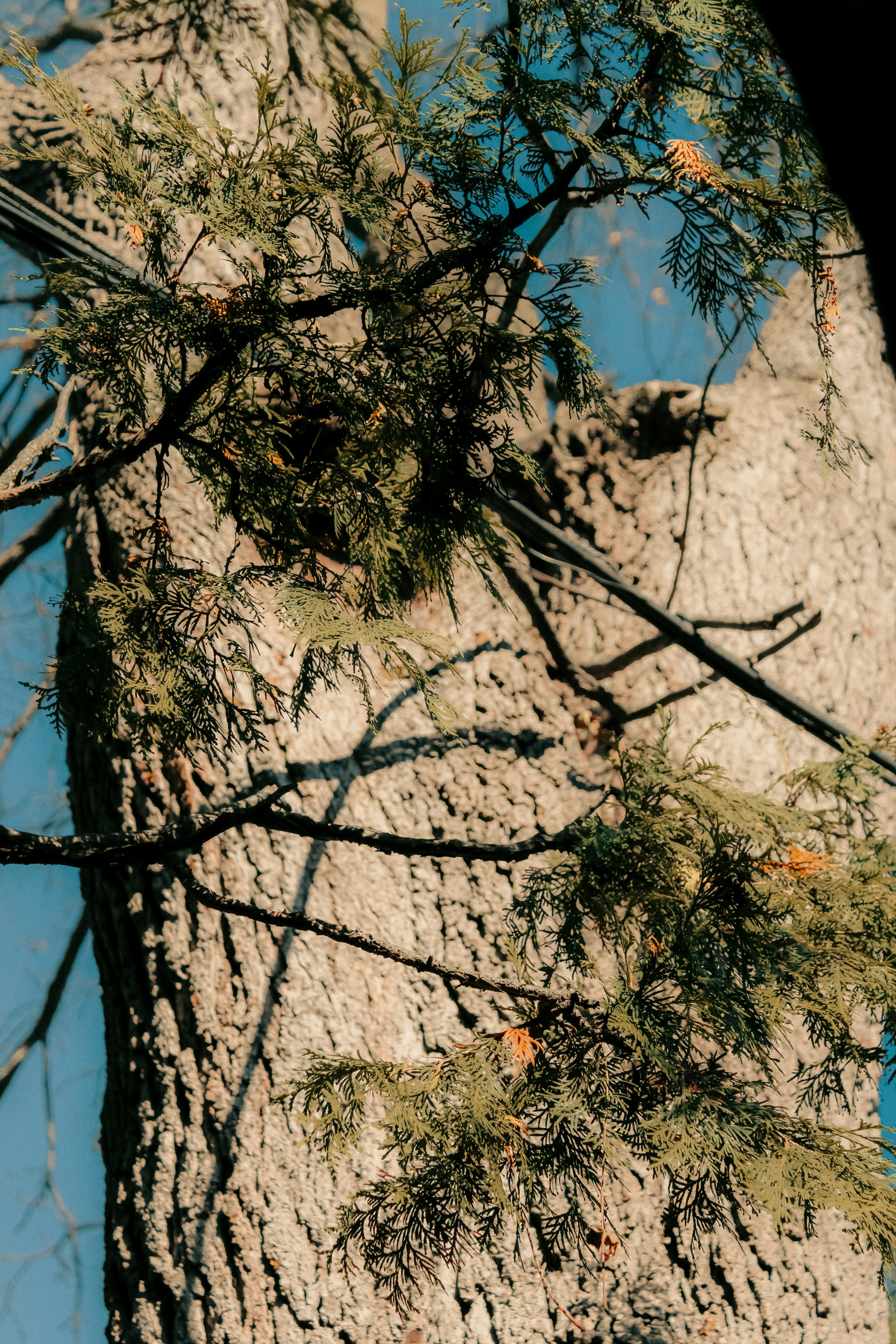 Photo by linusbelanger