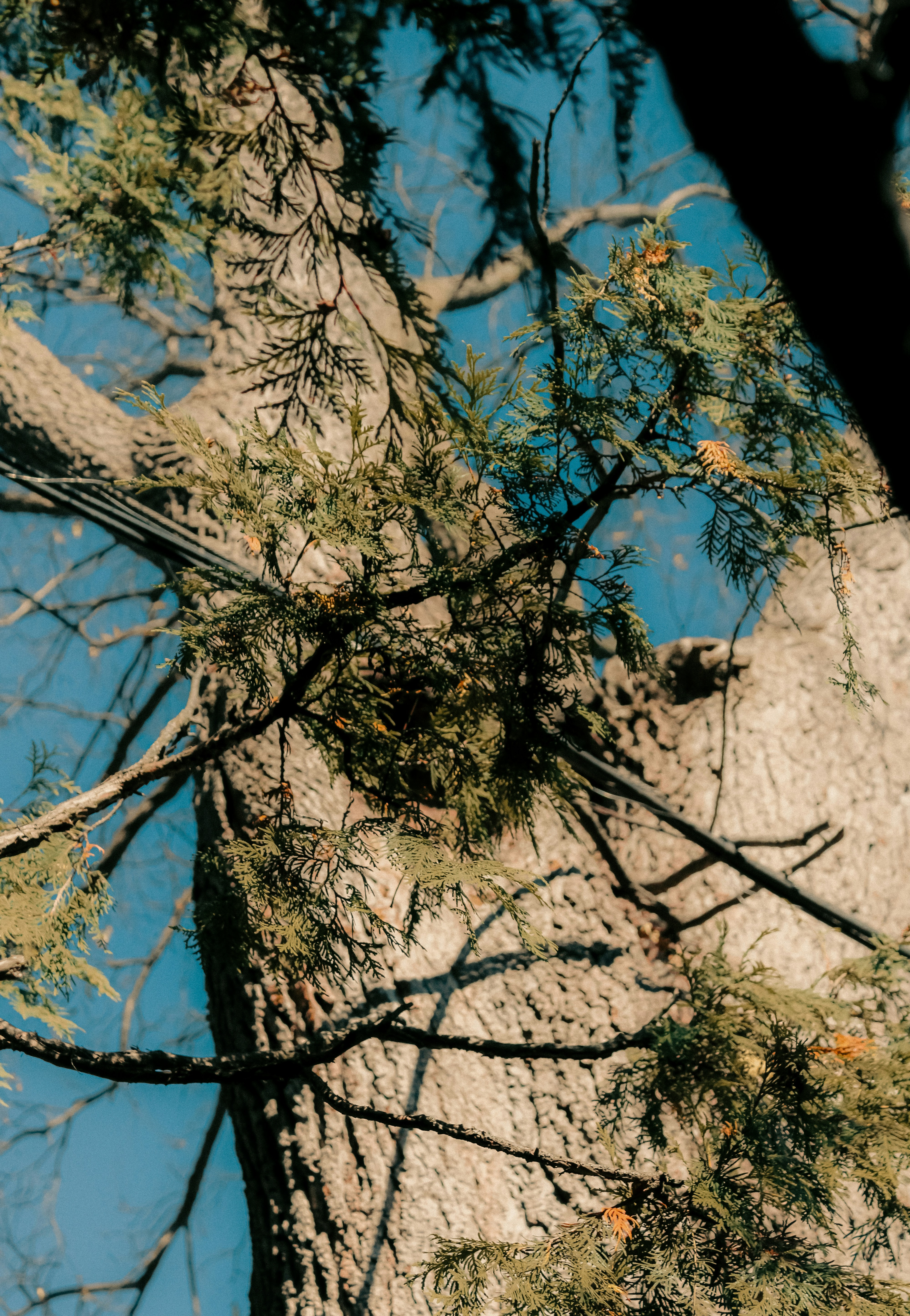 Photo by linusbelanger