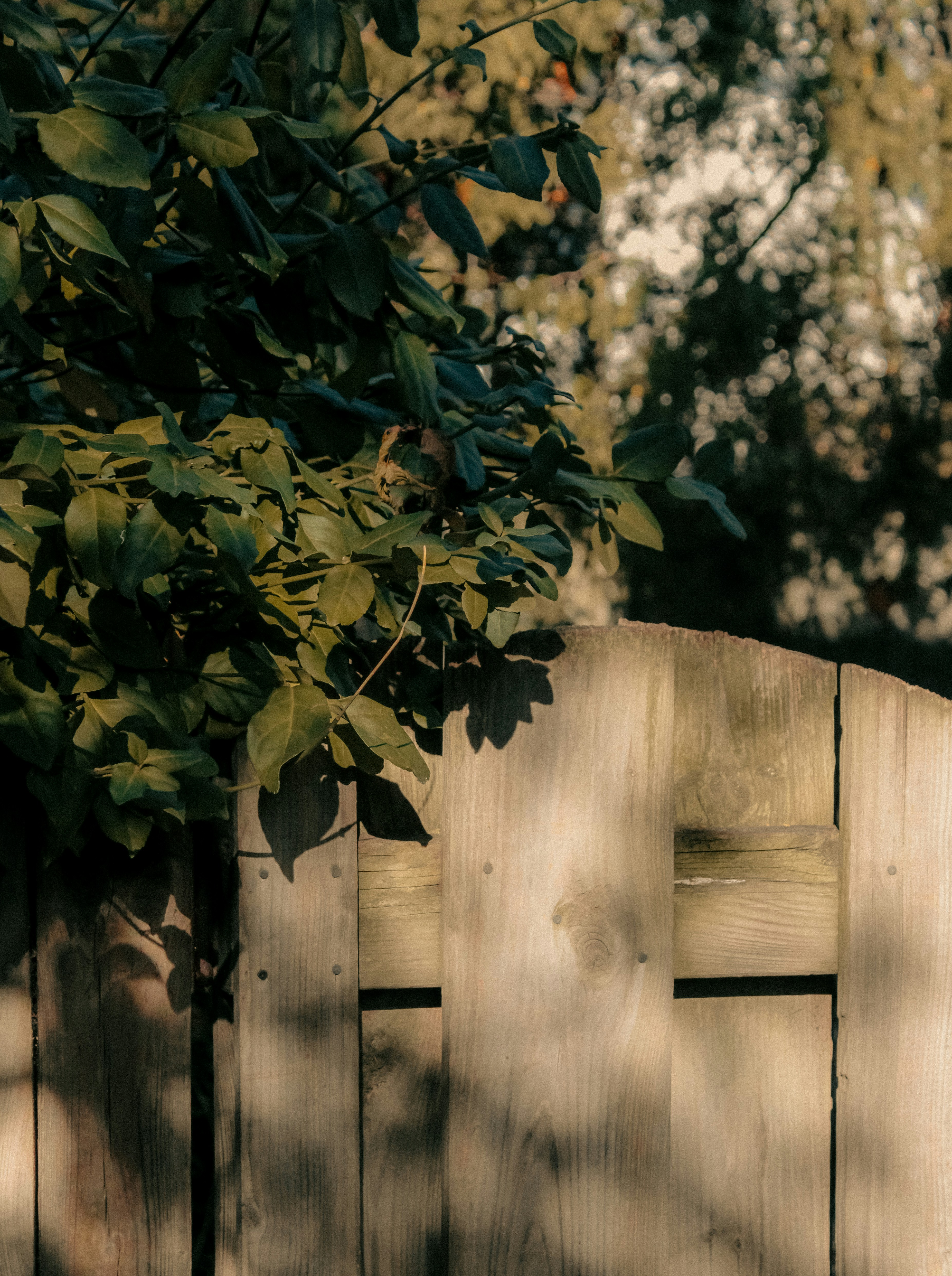 Photo by linusbelanger