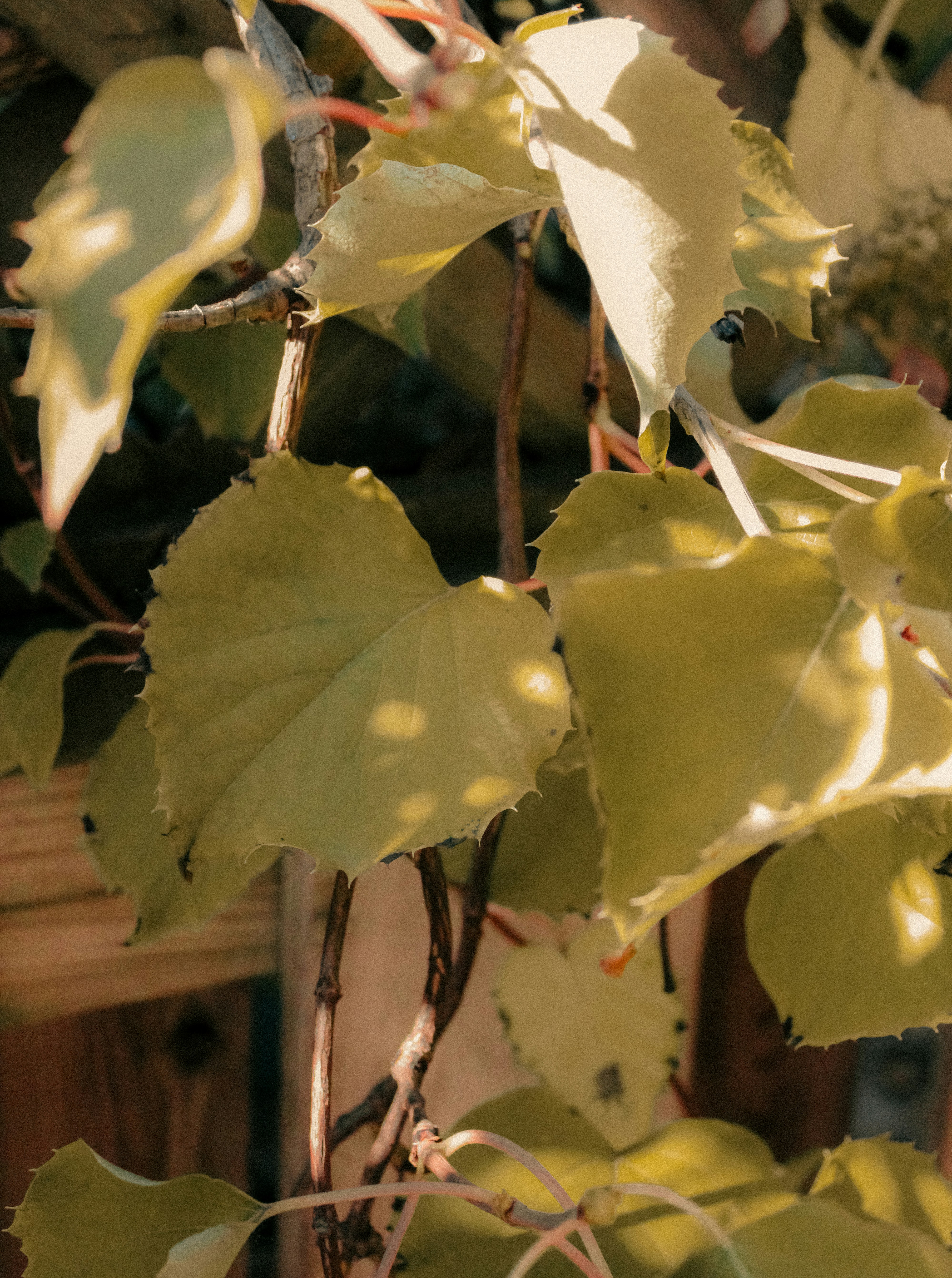 Photo by linusbelanger