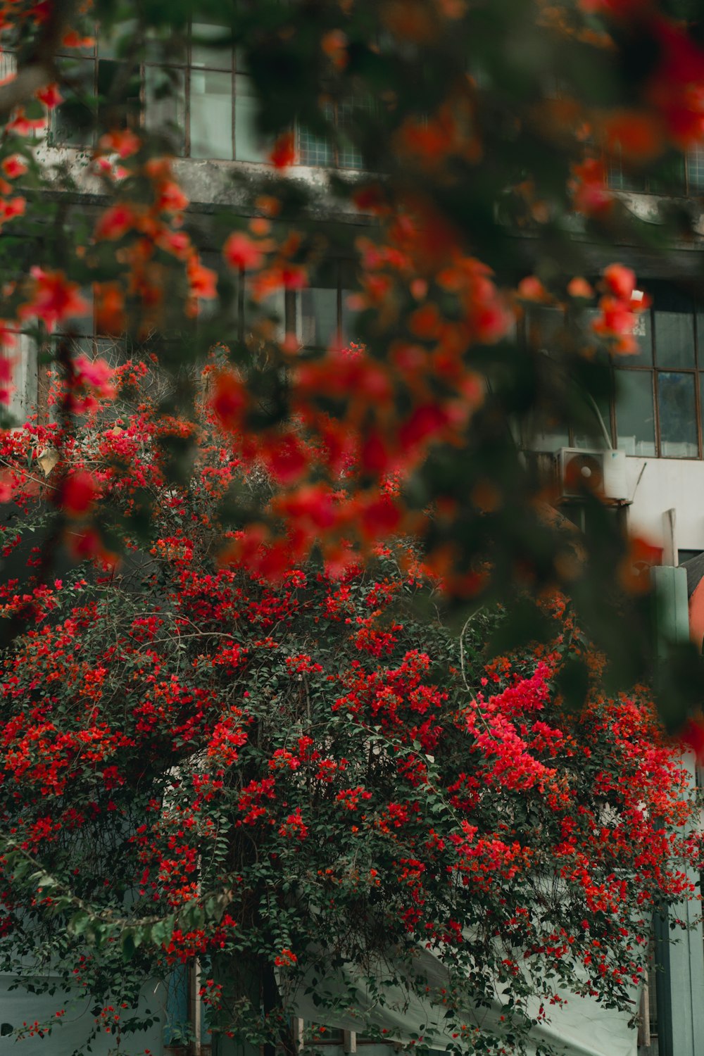 a tree with red flowers in front of a building