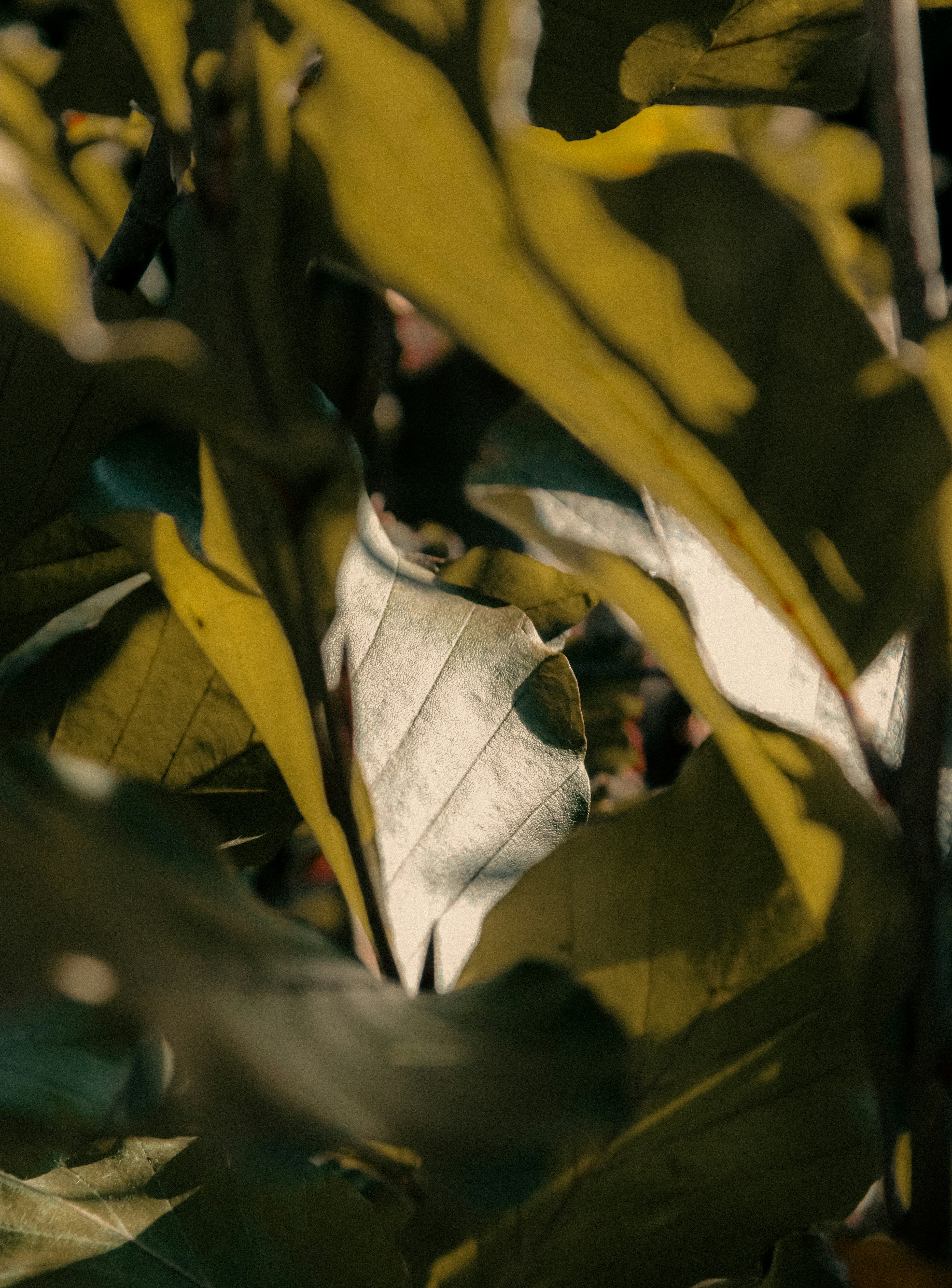 Photo by linusbelanger