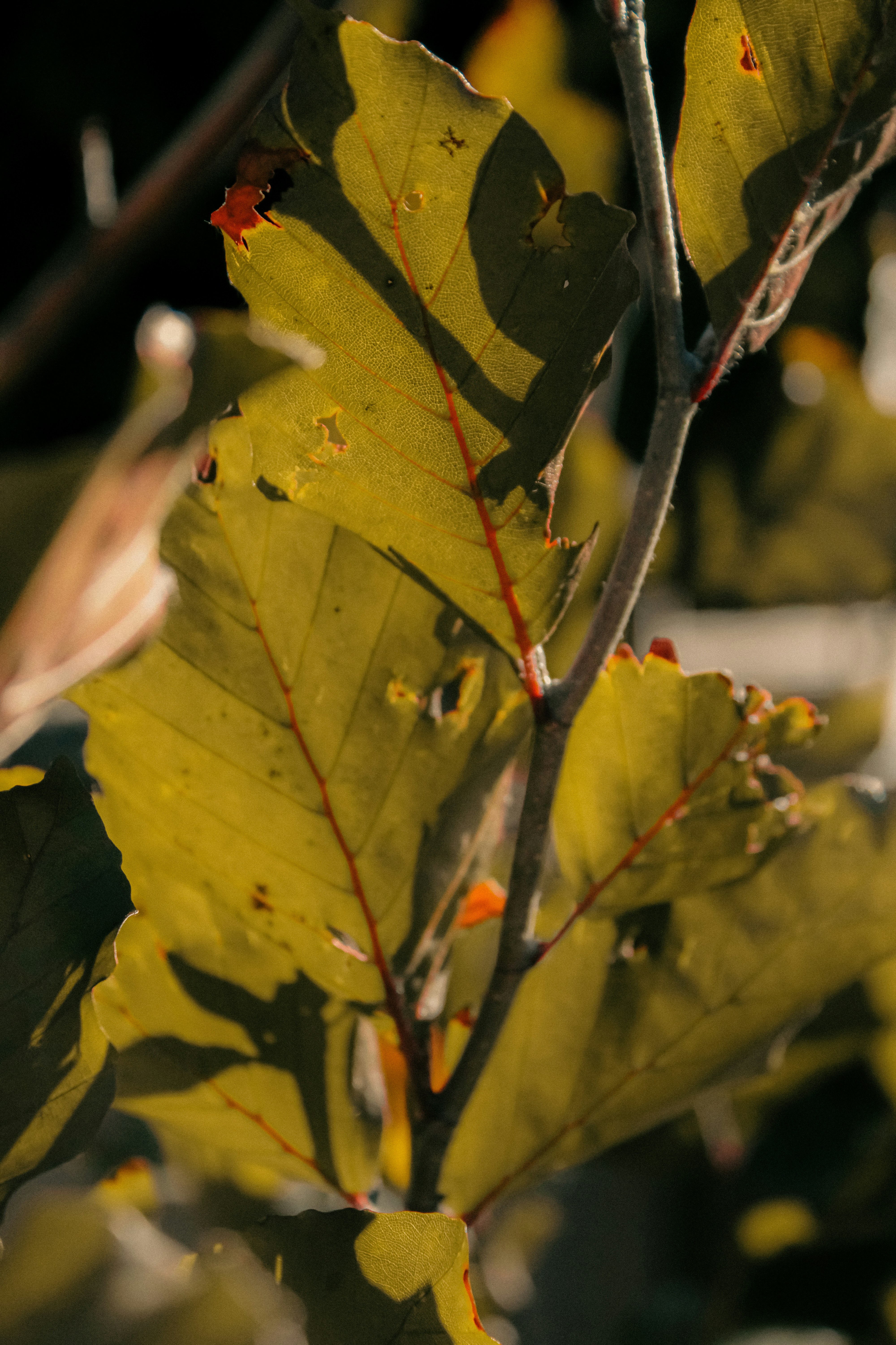 Photo by linusbelanger