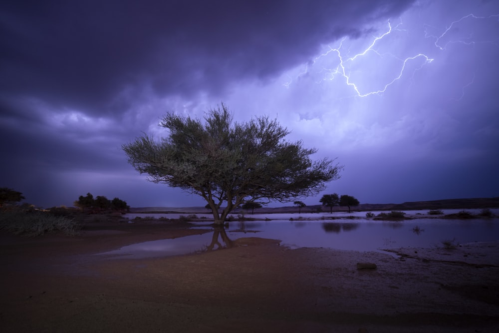 a tree in the middle of a field with a lightning in the background