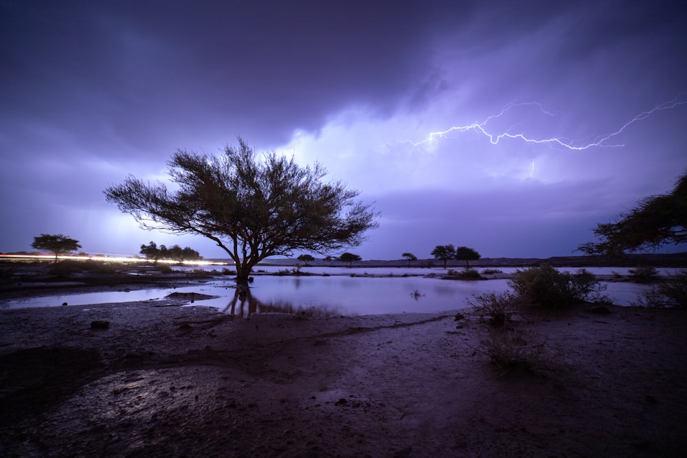 un arbre se trouve au milieu d’une zone inondée