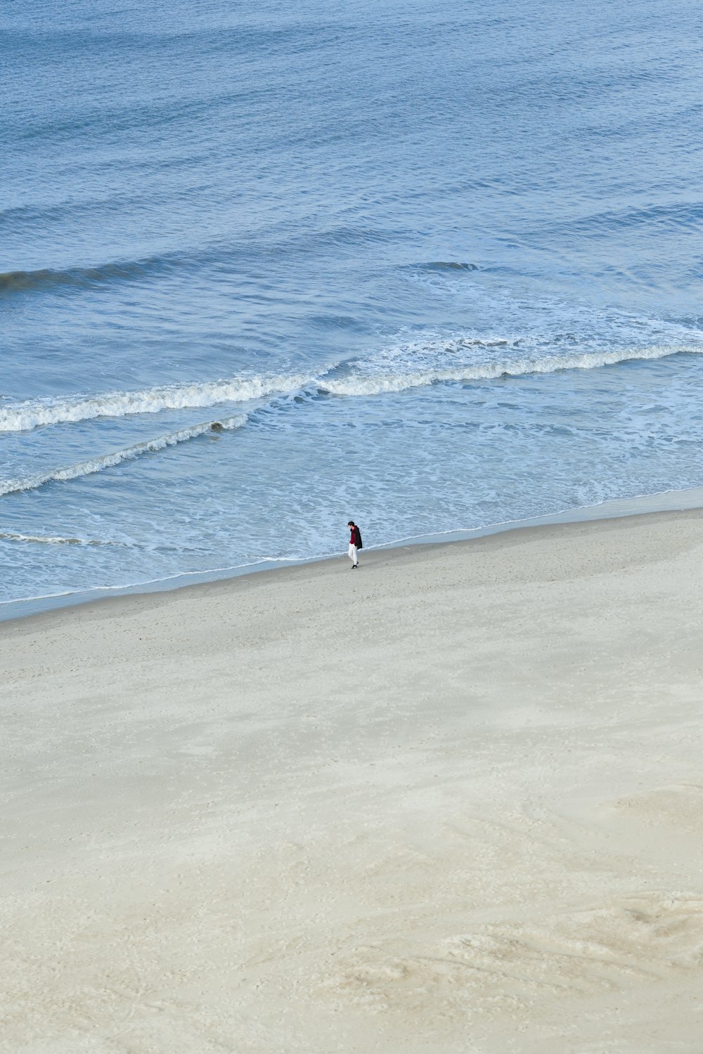 un uccello in piedi su una spiaggia vicino all'oceano