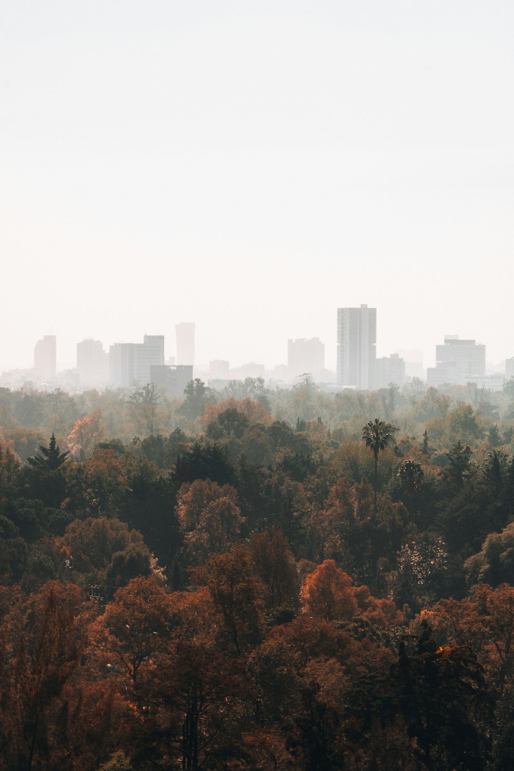 Una vista de una ciudad desde la distancia con árboles en primer plano