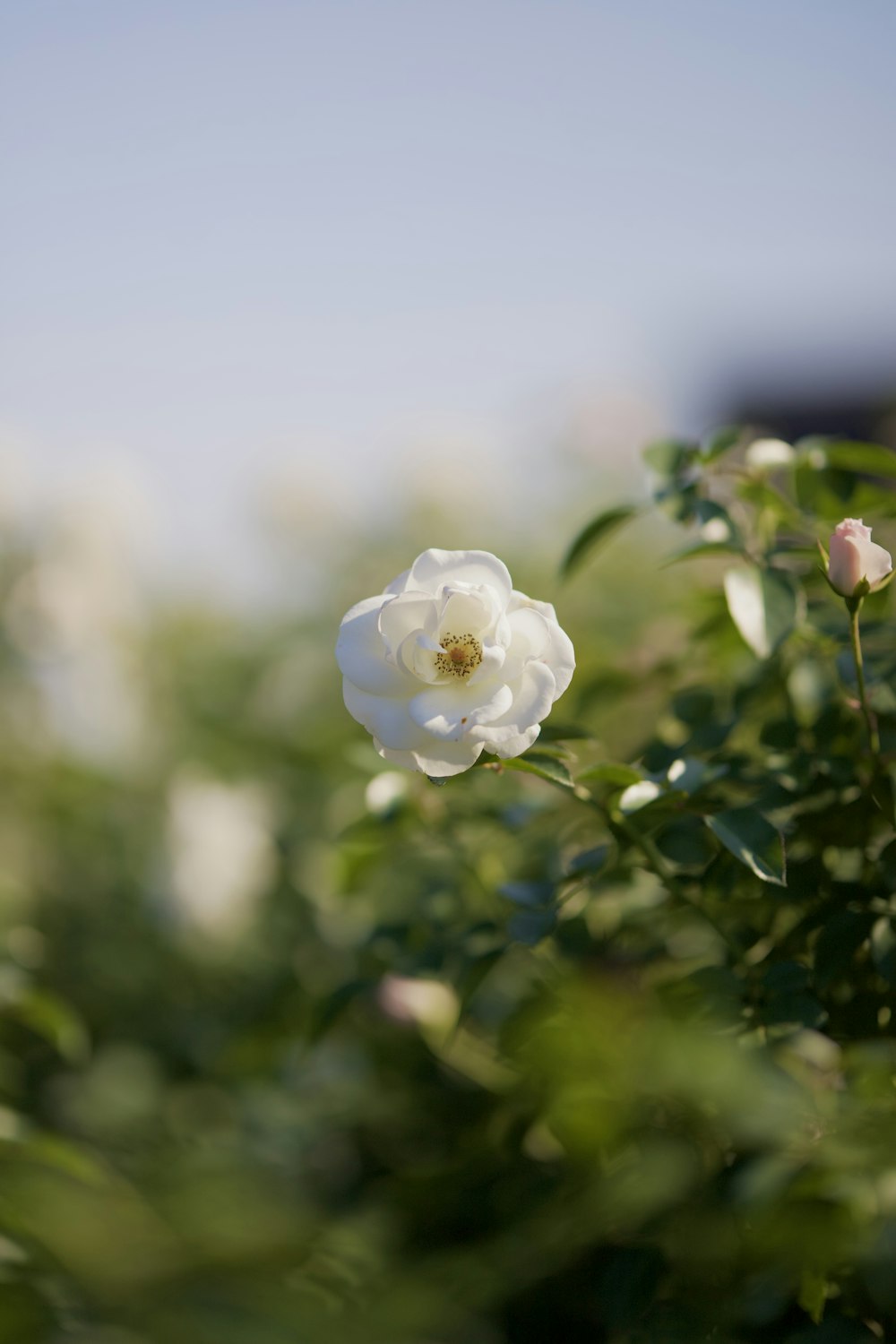 Eine weiße Rose steht mitten in einem Busch