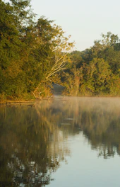 A serene river mouth at dawn with mist rising over calm waters, surrounded by lush greenery.