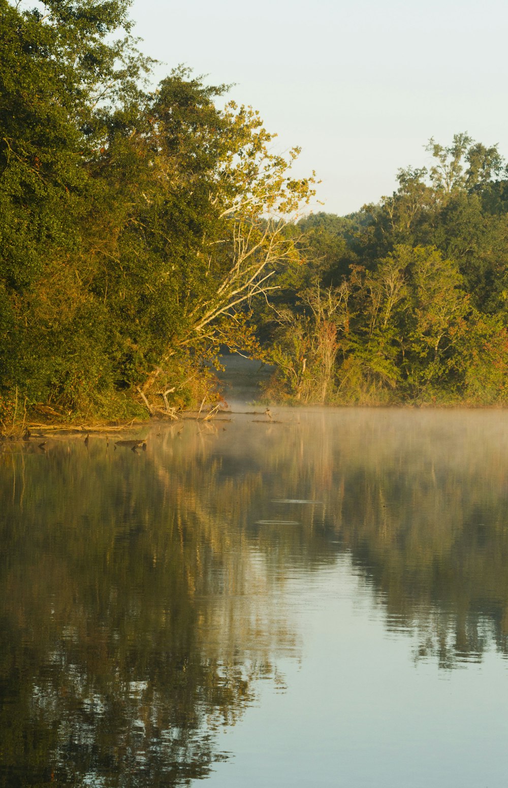 a body of water surrounded by trees and fog