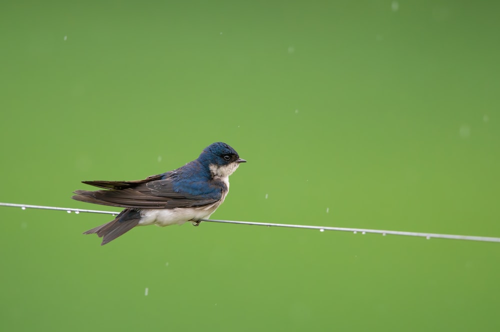 a small blue and white bird sitting on a wire