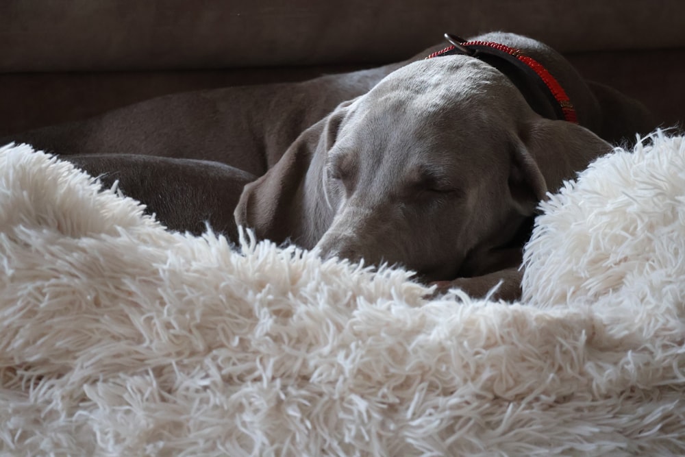 a dog sleeping on a fluffy blanket on a couch