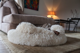 A cozy scene in a living room featuring a fluffy white dog bed with a large dog resting peacefully inside. The room is softly lit by a warm lamp, casting a gentle glow. In the background, a beige sofa and a colorful abstract painting on the wall add to the room's decor.