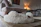 A cozy living room scene with a happy dog resting near neatly stored pet supplies.