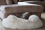 A dog is comfortably sleeping in a fluffy beige dog bed positioned next to a brown suede sofa. The setting appears cozy and calm, with soft furnishings and muted tones creating a peaceful atmosphere.
