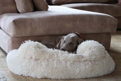 A stylish pet bed that complements home decor.