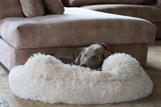 An elegant dog bed in neutral tones placed in a sunlit, cozy corner with plush cushions.