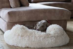 Cozy orthopedic dog bed in soft beige with a sleeping golden retriever.