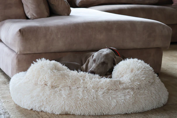 An elegant dog bed in neutral tones placed in a sunlit, cozy corner with plush cushions.