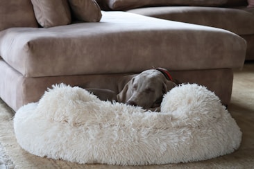 A dog is comfortably sleeping in a fluffy beige dog bed positioned next to a brown suede sofa. The setting appears cozy and calm, with soft furnishings and muted tones creating a peaceful atmosphere.
