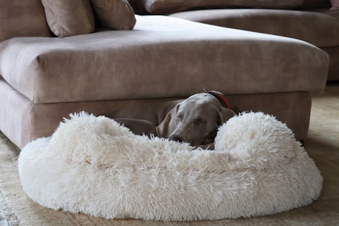 A dog is comfortably sleeping in a fluffy beige dog bed positioned next to a brown suede sofa. The setting appears cozy and calm, with soft furnishings and muted tones creating a peaceful atmosphere.