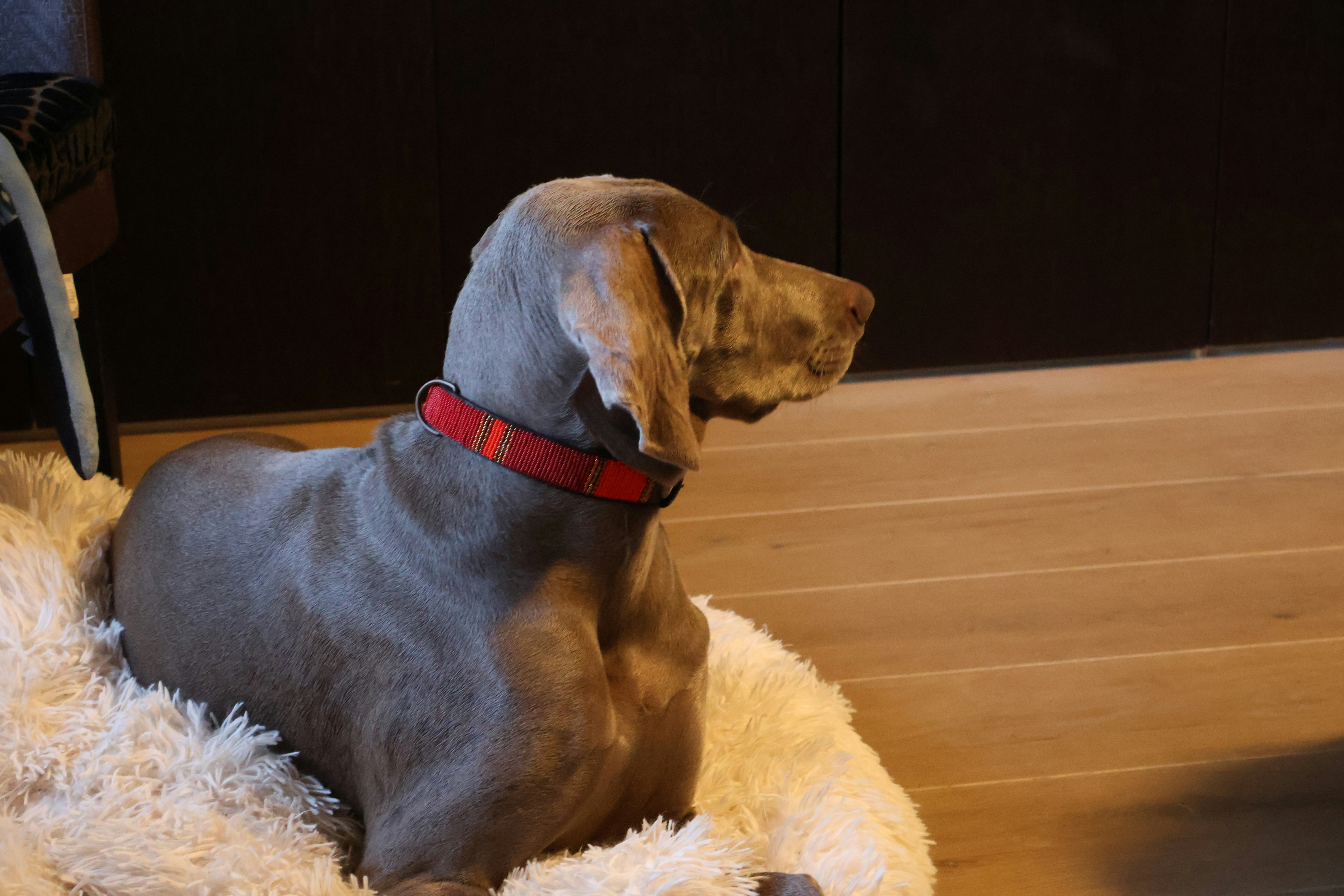 Tracking Wellness with Queva Pets