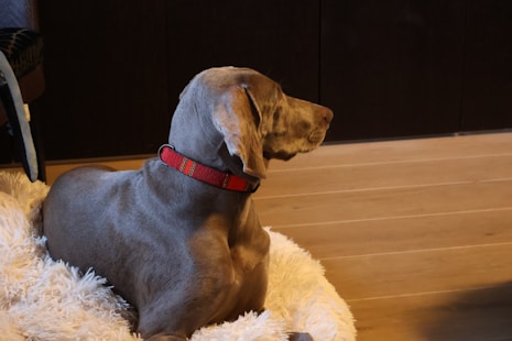 a dog that is sitting on a rug