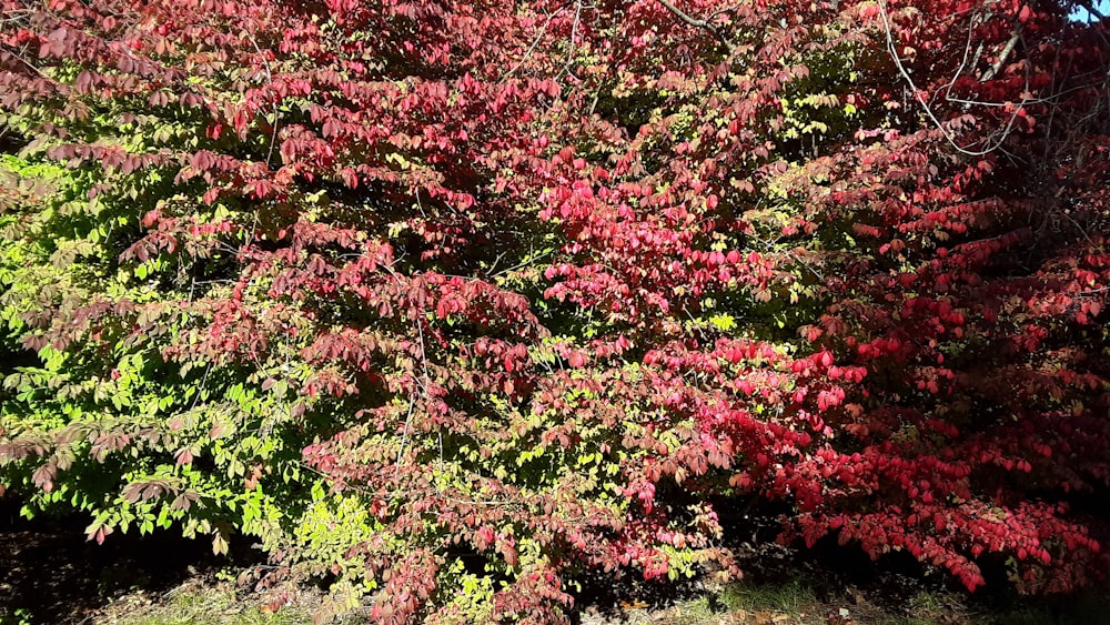 a tree with red and green leaves in a park