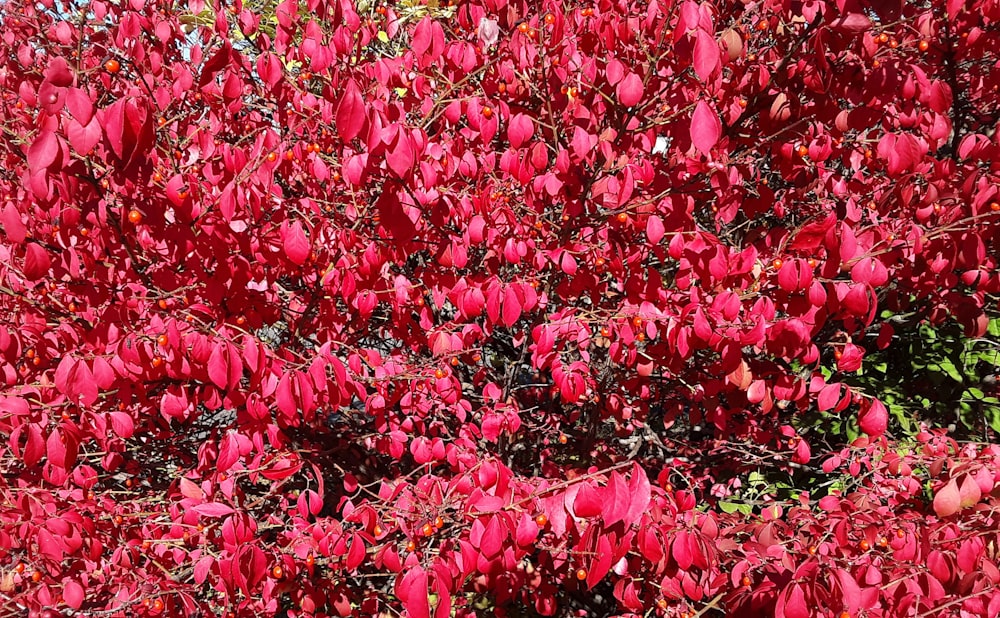 a bush with red flowers in the middle of it