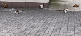 Several cats are sitting and lying on a paved ground against a building wall. The ground is made of grey tiles, and the cats are scattered across the area, with two ginger cats and three multicolored ones.