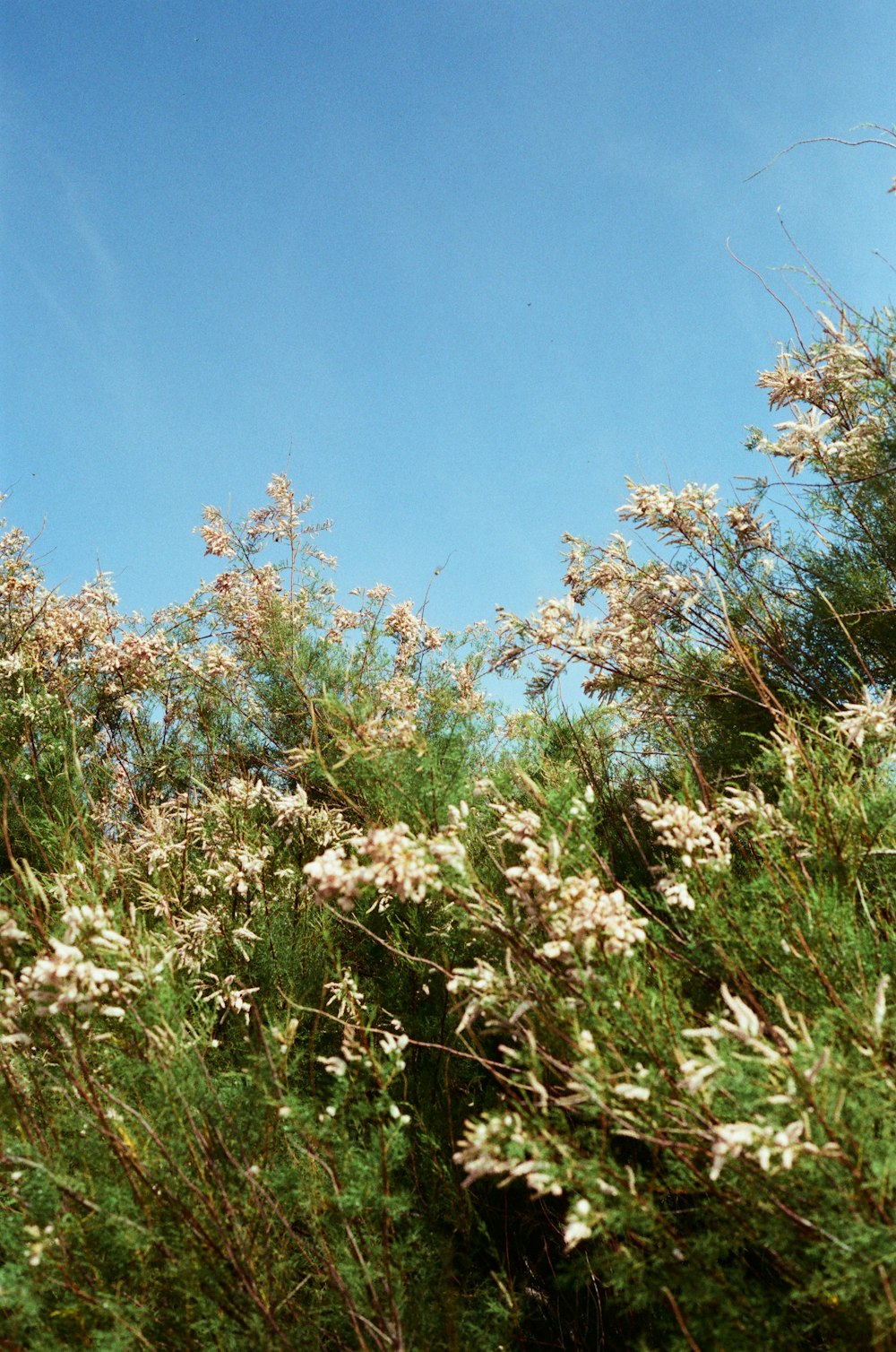 a blue sky with some white flowers in the foreground