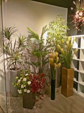 A vibrant display of potted flowering plants arranged on wooden shelves in a sunlit corner.
