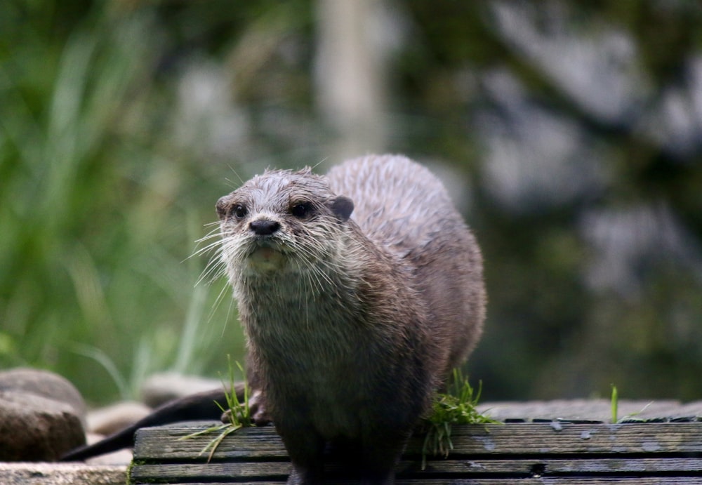 a close up of a small animal on a wooden surface