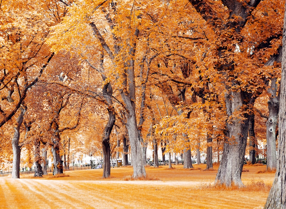 a dirt road surrounded by trees with yellow leaves