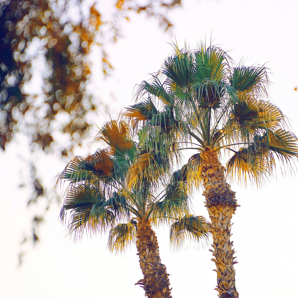 a couple of palm trees that are next to each other