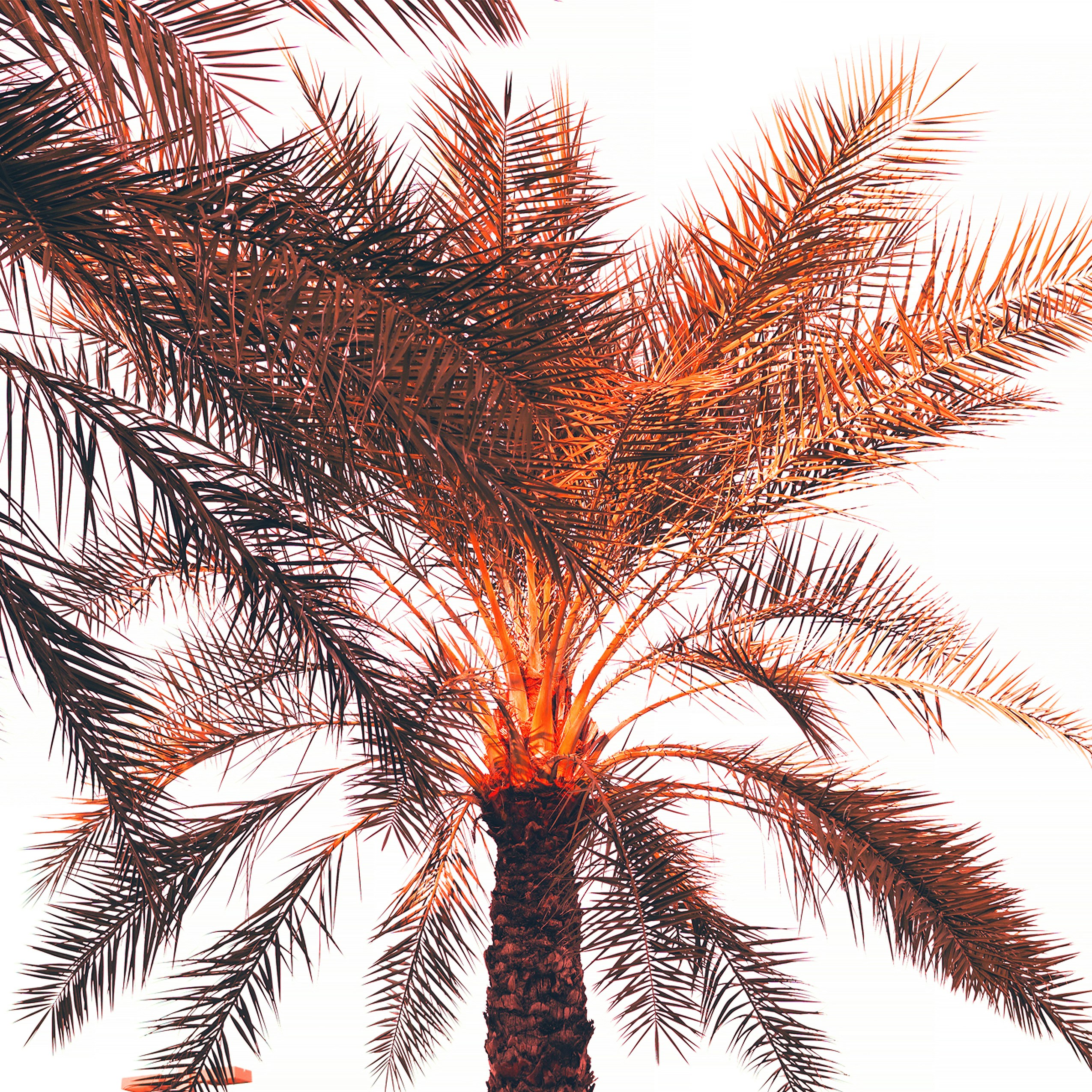 a palm tree with a white sky in the background