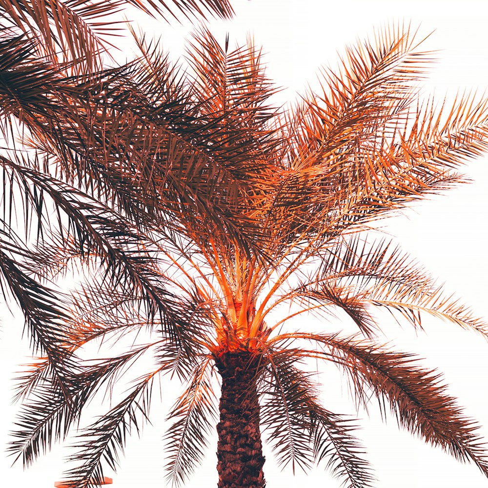 a palm tree with a white sky in the background