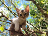 A playful kitten wearing a vibrant pink jeweled collar in a sunlit garden.