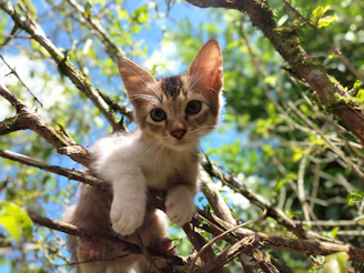 A playful kitten exploring a sunlit garden in Kolkata.