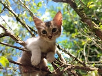 A playful kitten exploring a garden outdoors.