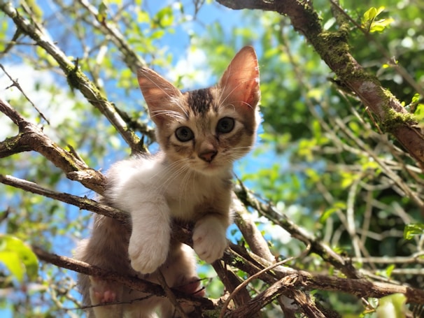 A playful kitten chasing a fluttering leaf in a garden, captured mid-pounce.