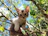 A playful British Shorthair kitten chasing a golden ribbon in soft sunlight.
