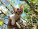 A playful British Shorthair kitten chasing a golden ribbon in soft sunlight.