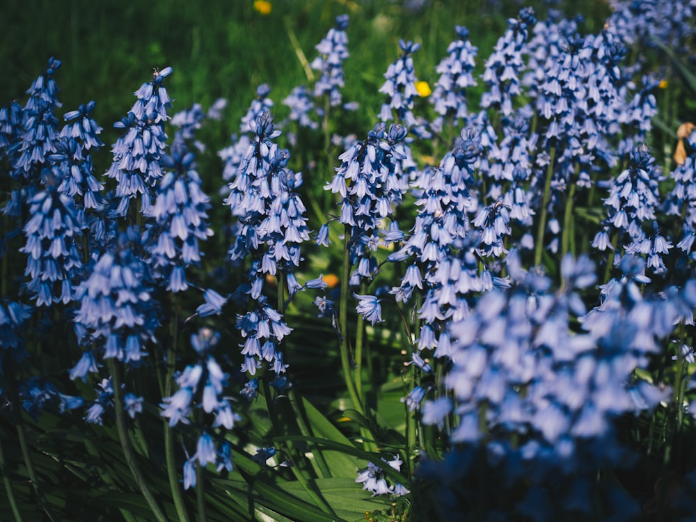 a bunch of blue flowers that are in the grass