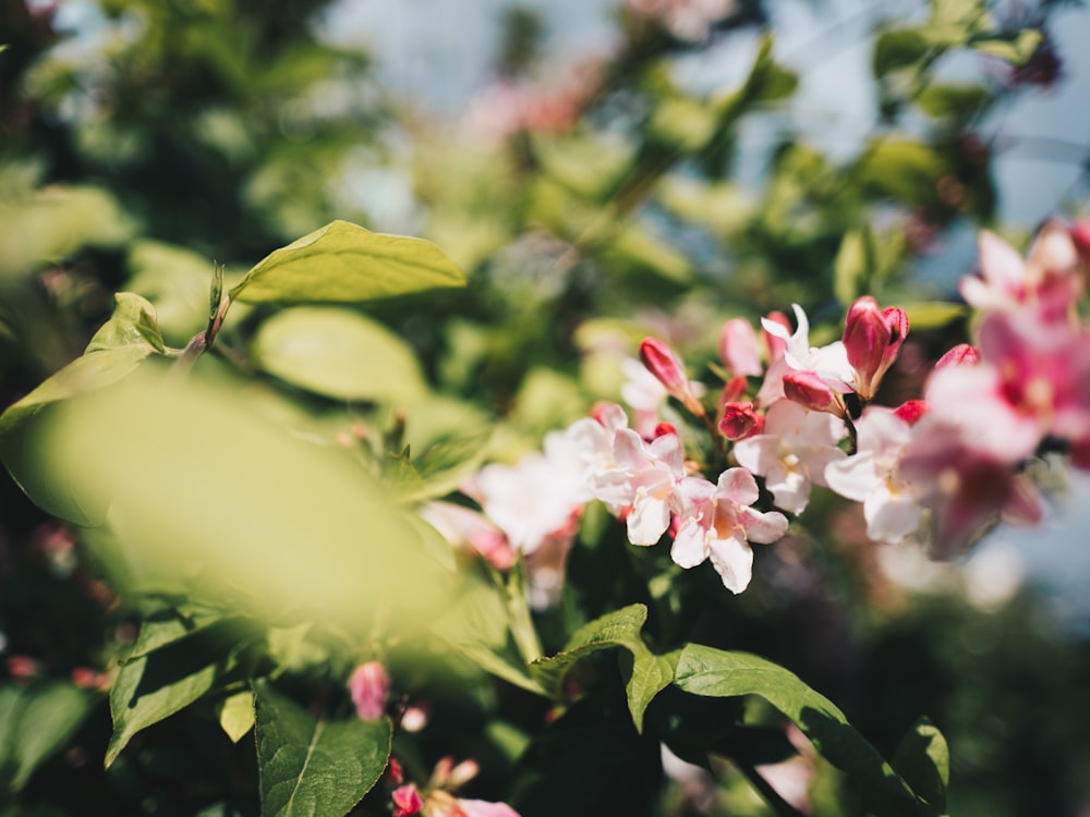 a bunch of flowers that are on a tree